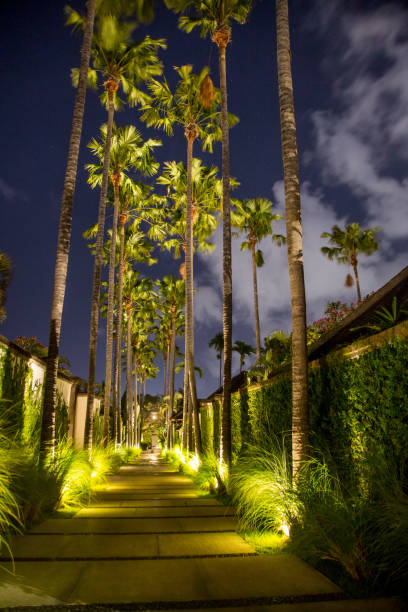 istock View on tall palm trees during the night 1160242739