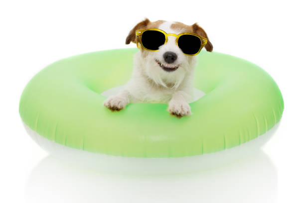 istock DOG SUMMER GOING ON VACATIONS. JACK RUSSELL INSIDE A INFLATABLE OR GREEN FLOAT POOL WEARING SUNGLASSES. ISOLATED AGAINST WHITE BACKGROUND. 1160243393