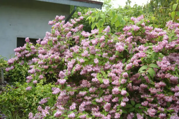 Deutzia "Tourbillon rouge" in bloom in the garden. Deutzia bush with beautiful pink flowers