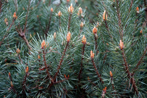Close up of a Scots Pine flower with branches