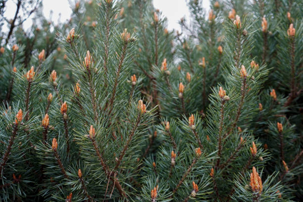 istock Close up of a Scots Pine flower with branches 1160244976