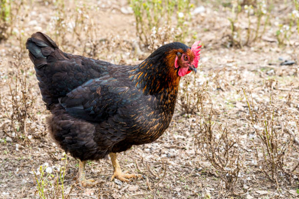 Free range chicken on soil in farm.