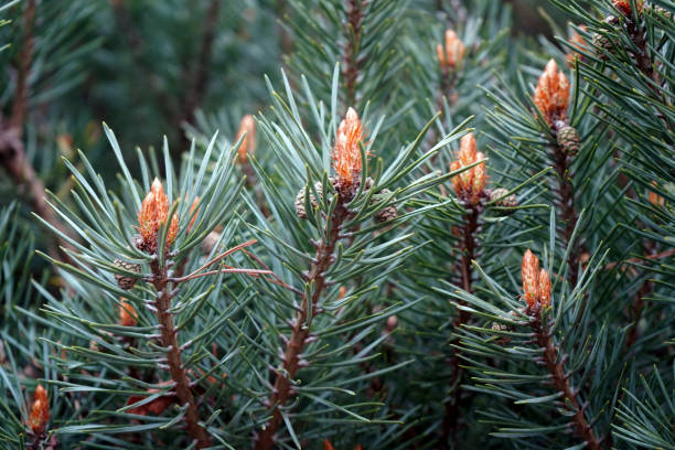 istock Close up of a Scots Pine flower with branches 1160245056
