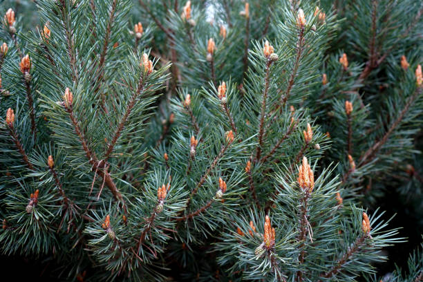 istock Close up of a Scots Pine flower with branches 1160245072