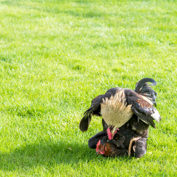 istock Chicken with rooster mating on the grass in farm 1160245167
