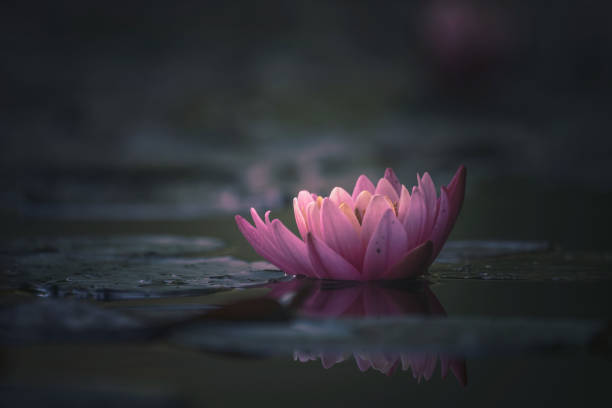 istock waterlily or lotus flower in pond 1160246035