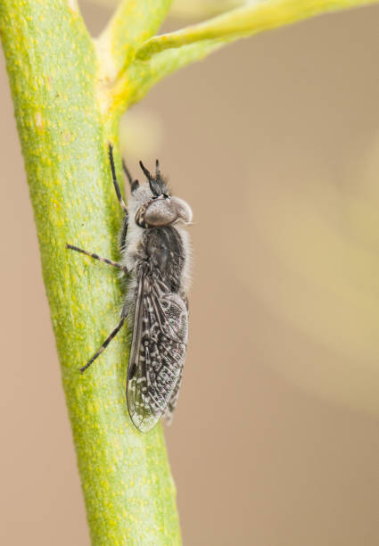 ヘマトポタプルビアリスは、緑色の植物の明るい茶色の背景に腰掛けた大きなガドフライ - horse fly audio ストックフォトと画像