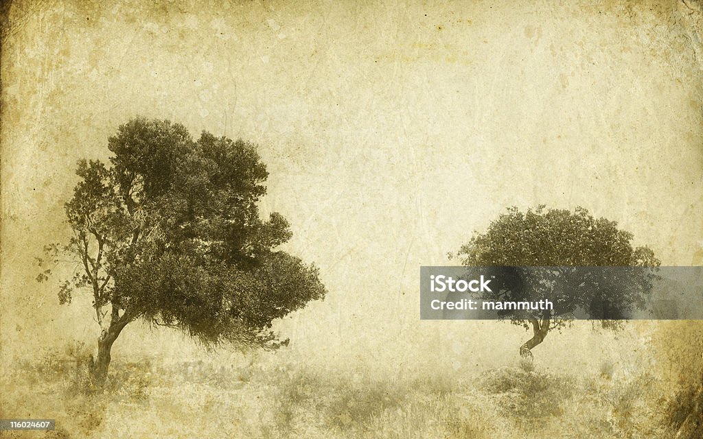 Старые фотографии деревьев - Стоковые фото Антиквариат роялти-фри