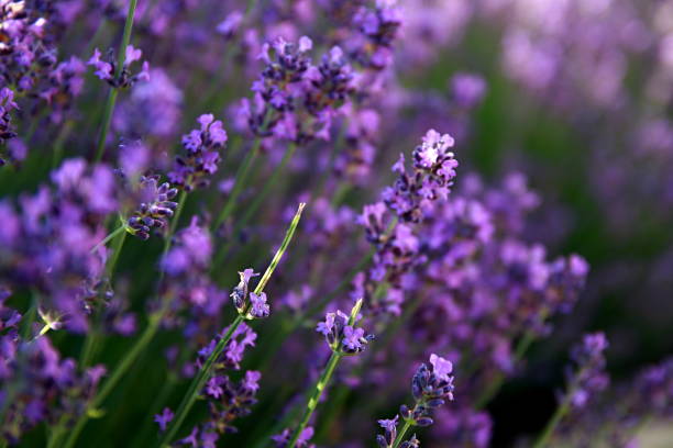 istock lavender plants stock photo 1160246212