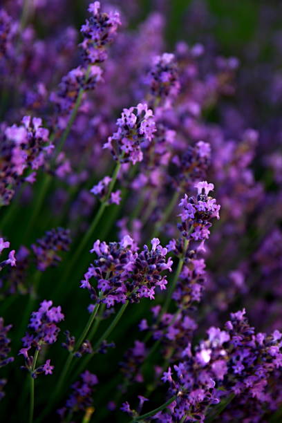 istock lavender plants stock photo 1160246213