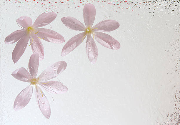 istock wet floral background, high key 116024682