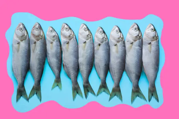 Black sea bluefish on blue background. Fish pattern with space for text. View from above. Minimal vibrant background. Fish collage, pop art concept .