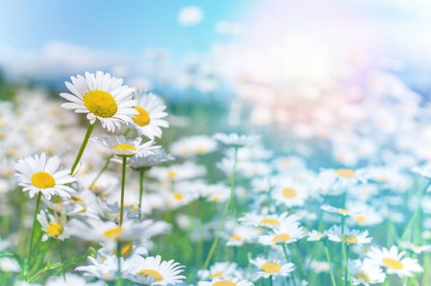 istock Summer background with wildflowers. 1160248802