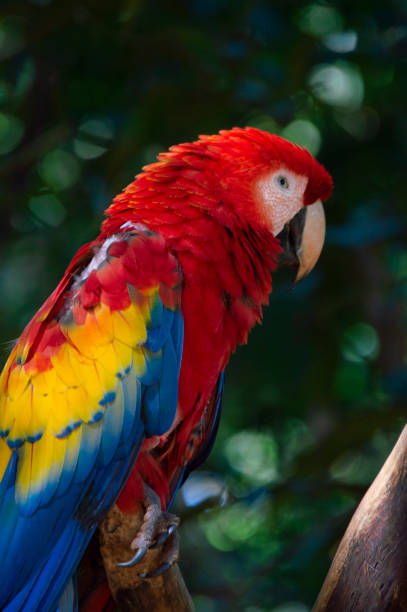 istock Scarlet macaw with lights and shades 1160248809