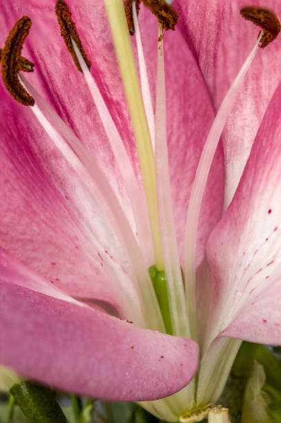 istock Closeup of inside a lily flower 1160250552