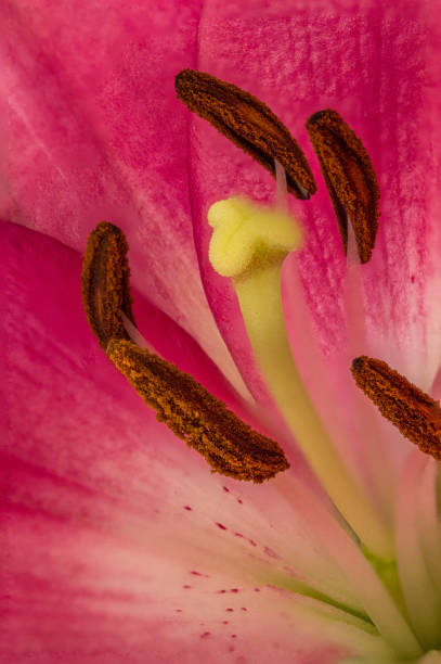 istock Closeup of inside a lily flower 1160250579