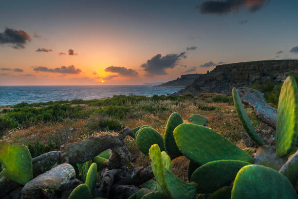 istock Tropical nature. Nature of Malta. 1160250902