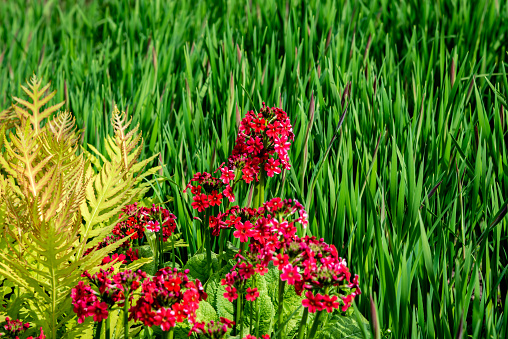 Red flowers in the grass