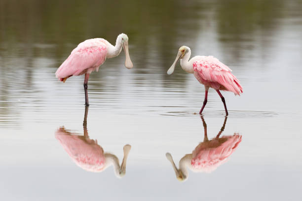 istock Pair of Roseate Spoonbills Wading Florida 1160252575