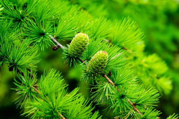 Pine branch with the cones stock photo