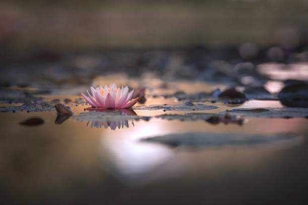 lotus flower