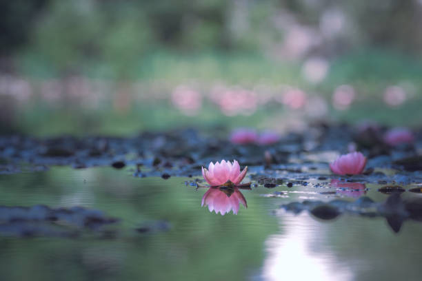 lotus water lily  floating on water