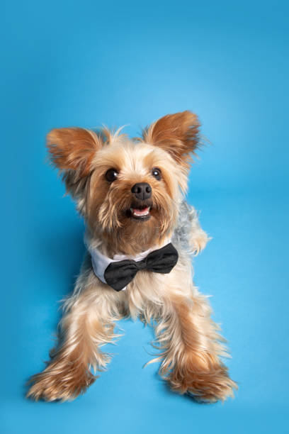 istock Cute Yorkie in a Bow Tie 1160253600