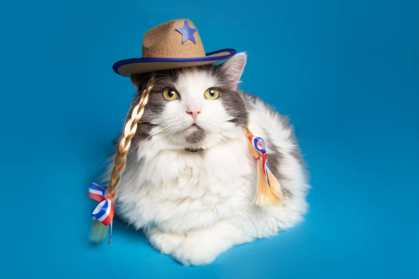 Country Girl Kitty Cat