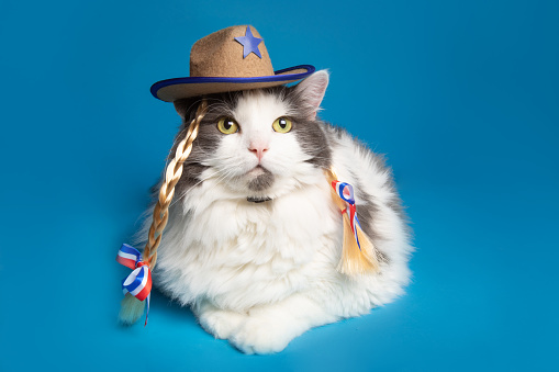 A portrait of a Ragamuffin cat dressed in a cowgirl hat with braids.
