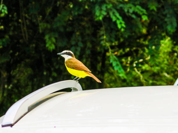 istock Vacationing in Costa Rica 1160253866
