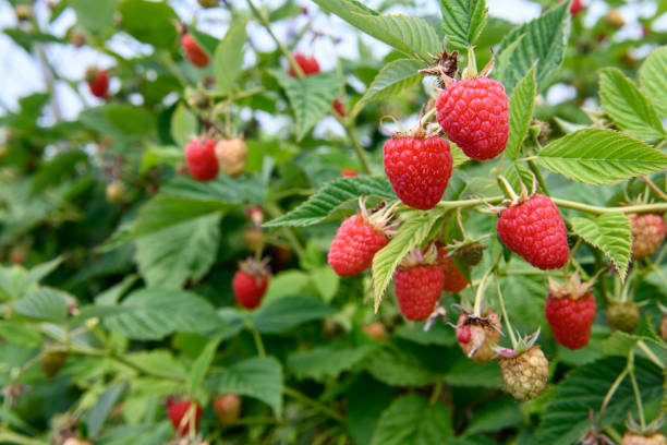 primer plano de las frambuesas ripening en la vid - raspberry berry vine berry fruit fotografías e imágenes de stock