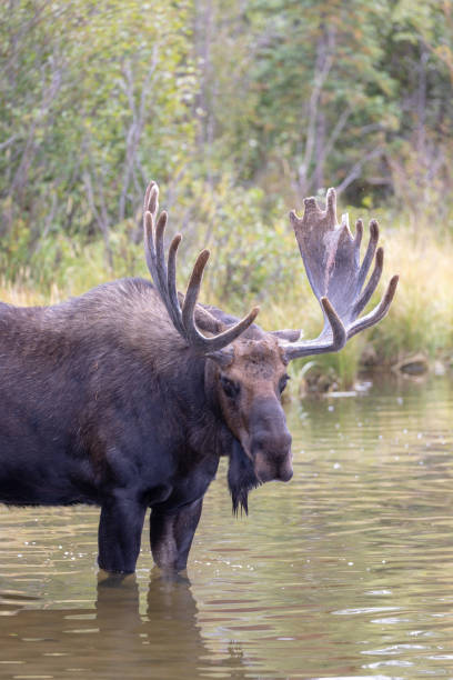 istock Bull Moose in a Lake in Colorado 1160254960