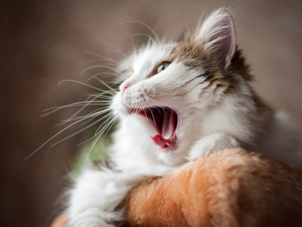Fluffy the cat is yawning stock photo