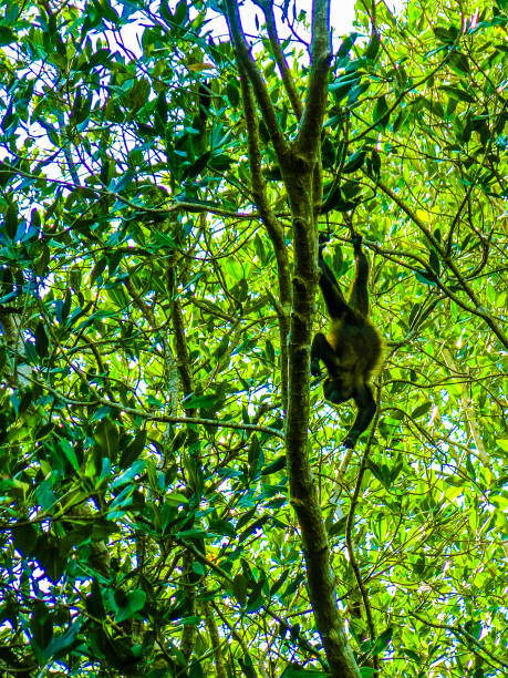 istock Vacationing in Costa Rica 1160254992