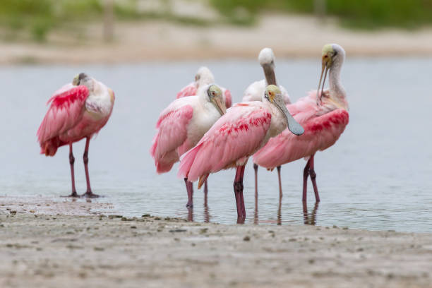 istock Flock of Roseate Spoonbills Wading Florida 1160255500