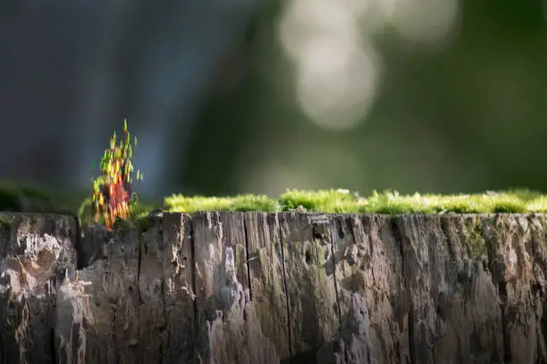 Moss Flower Buds on Log with Bokeh