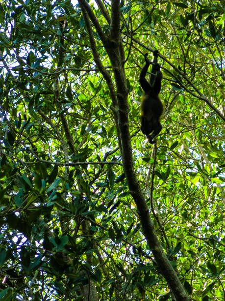 istock Vacationing in Costa Rica 1160256332