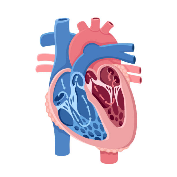 Human Heart Anatomy. Blood Flow Human heart and blood flow. heart ventricle stock illustrations