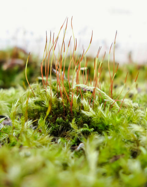 Tiny Moss Forest stock photo