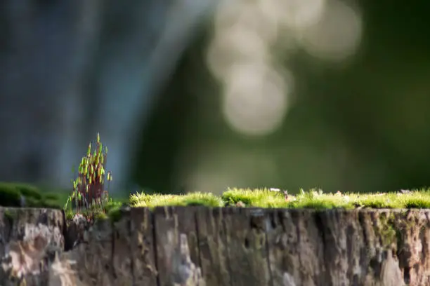 Moss Flower Buds on Log with Bokeh