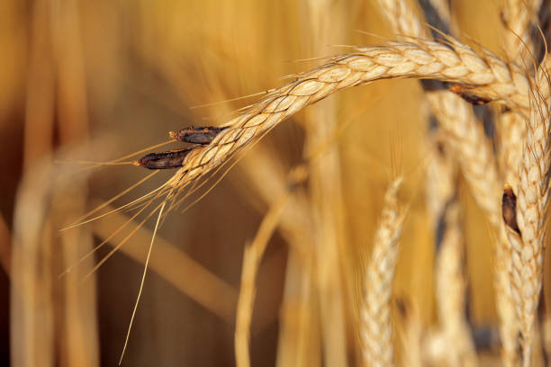 An ear of wheat parasitized by the fungus Ergot (Claviceps purpurea) also known as ergot