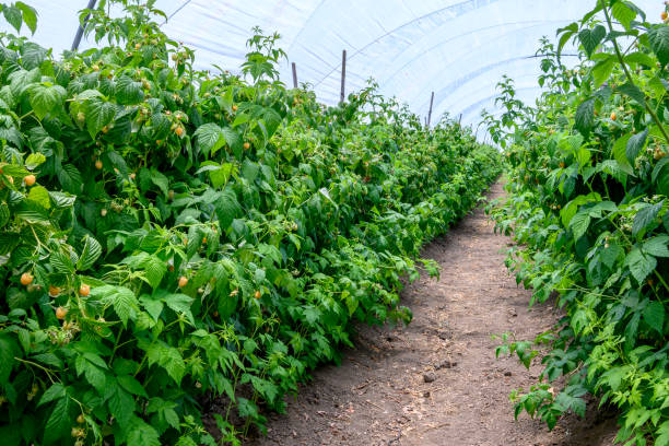 vista de fila de frambuesas doradas en la vid - raspberry berry vine berry fruit fotografías e imágenes de stock