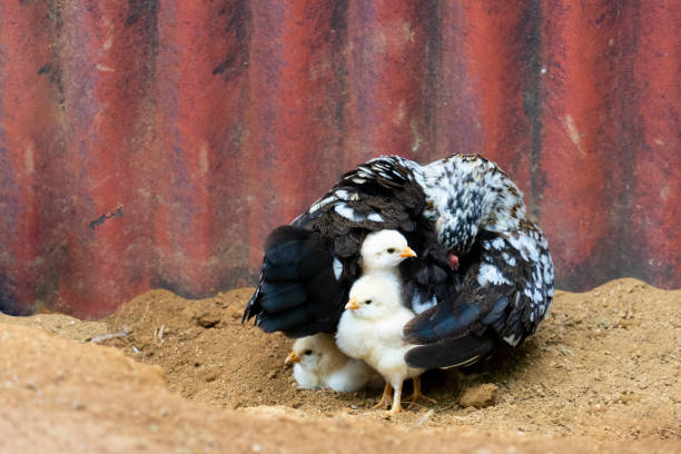 Chicken rooster and baby chicks colorful