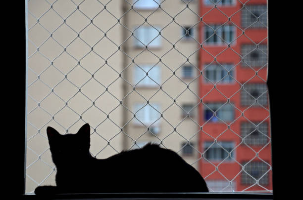 Silhouette of a black cat sitting on window sill with nets protection looking at the buildings outside