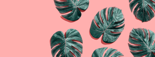 istock Tropical plant Monstera leaves 1160259620