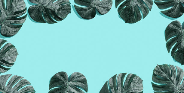istock Tropical plant Monstera leaves 1160259628