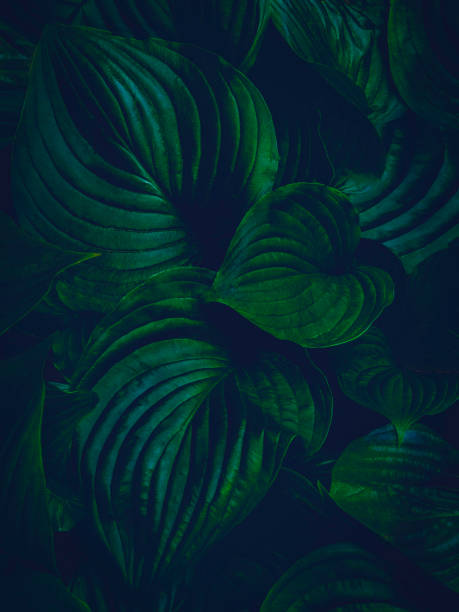 istock Nature Background of Dark Curved Leaves 1160260608