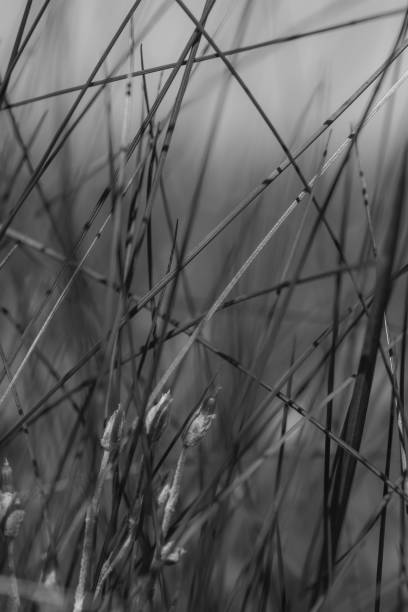 istock Wild grasses moving in the wind by the coast 1160261163
