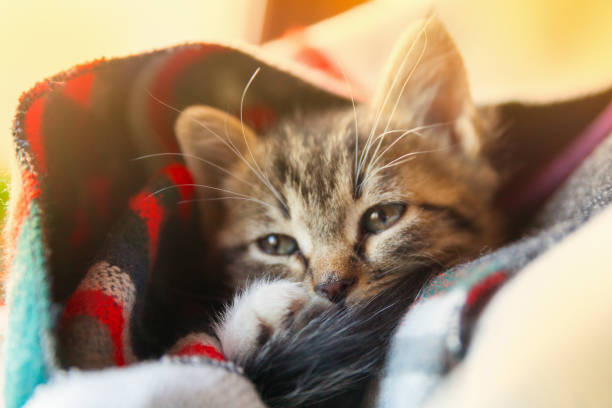 istock Small tabby mixed breed kitten under gray and red wool plaid. Pets care and adoption concept. Close up, selective focus. 1160261819