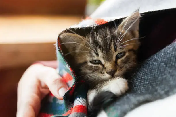 Photo of Small tabby mixed breed kitten under gray and red wool plaid. Pets care and adoption concept. Close up, selective focus.